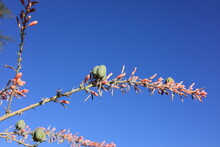 Red Yucca Seed Pods Free Stock Photo - Public Domain Pictures