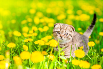 Aufkleber - Cute tabby kitten walks on dandelion lawn. Empty space for text
