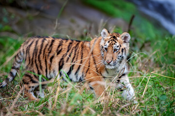 Wall Mural - Tiger cub in the wild. Baby animal in green grass on waterfall background