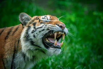 Wall Mural - tiger male, wild animal in the natural habitat