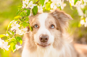 Poster - Happy Border Collie puppy standing on hind legs at sunny spring park