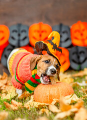Aufkleber - Cute Jack russell terrier puppy wearing witch halloween hat  gnaws pumpkin on autumn grass with