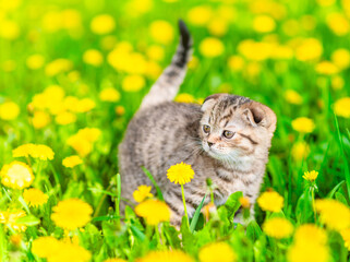 Aufkleber - Cute taby kitten walks on dandelion lawn