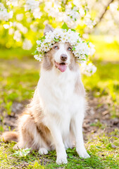 Poster - Portrait of a happy Border Collie puppy wearing wreath of apple blossoms at sunny spring park
