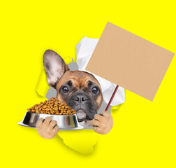 Poster - French bulldog puppy wearing chef's hat looking through the hole in yellow paper, holding bowl of dry food and  showing blank placard