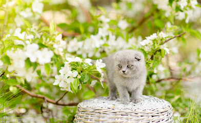 Poster - Fold kitten sits on basket at sunny spring park between apple blossoms. Empty space for text