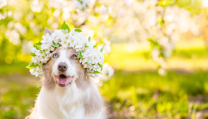 Poster - Portrait of a happy Border Collie puppy wearing wreath of apple blossoms at sunny spring park. Empty space for text