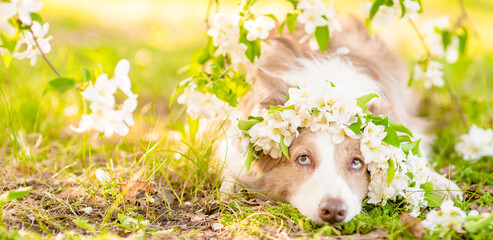 Poster - Portrait of a happy Border Collie puppy wearing wreath of apple blossoms at sunny spring park. Empty space for text