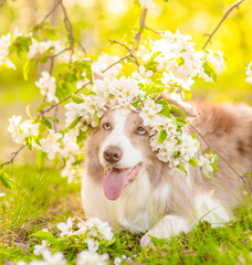 Poster - Portrait of a happy Border Collie puppy wearing wreath of apple blossoms at sunny spring park