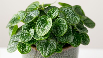 Wall Mural - Peperomia Plant