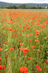 Wall Mural - A meadow with many poppy blossom (papaver)