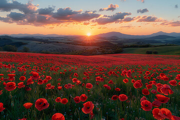 Wall Mural - field of red poppies