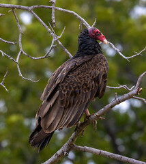 A Turkey Vulture roosting in a tree.