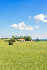 Wall Mural - View at a rural landscape a sunny summer day