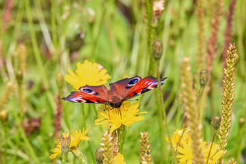 Canvas Print - Wildflower with a colorful Peacock butterfly in a meadow