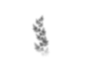 Fototapete - Natural palm branch shadow on transparent background. Tropical palm leaf shadow overlay effect. Realistic leaves shadow sunshade isolated on transparent backgrounds. Realistic tree branches shadow