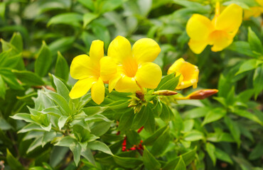 Sticker - Beautiful yellow flower in a tropical garden