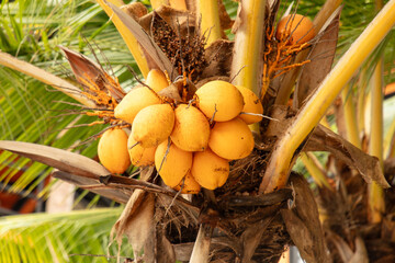 Wall Mural - Yellow coconuts on a palm tree