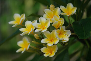 Wall Mural - Indonesia Bali - Yellow white Frangipani Plumeria Flowers Close-up