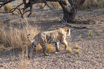 Wall Mural - Tiger, on safari in Ranthambore National Park, India