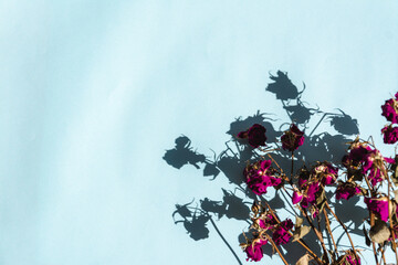 Red flowers top view on blue isolated background with text space. High quality photo