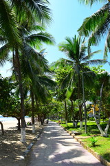 Wall Mural - Nha Trang city, Vietnam - October 15, 2023 : Overlooking the beautiful coast of Nha Trang with palm trees on the beach with deck chair and parasol. Beautiful white sand tropical beach in coastal city.