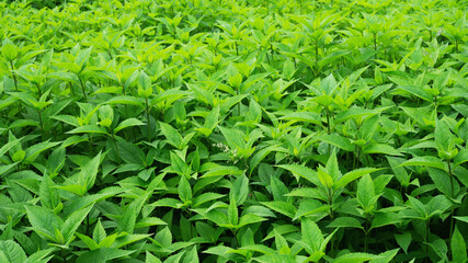 Wall Mural - Young green thickets of Jerusalem artichoke trunks