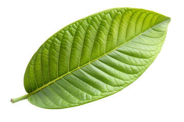 Wall Mural - Guava leaf on a transparent background