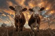 © Sergei - two cows looking at the camera