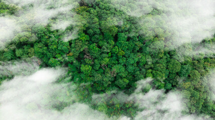 Wall Mural - aerial view of fog and dark green forest Rich natural ecosystem, rainforest, natural forest conservation concept	

