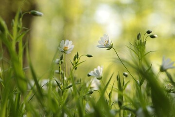 Wall Mural - Rabelera - Stellaria holostea blooming in the forest