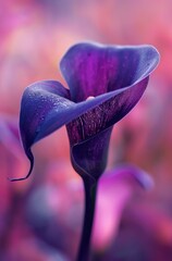 Wall Mural - Purple and pink calla lily on blurry background