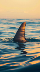 Shark fin emerging from the ocean at sunset, close-up view. Marine wildlife and predator concept