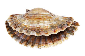 Wall Mural - A shell with a brown and white pattern