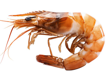 Canvas Print - A shrimp is shown in a close up on a white background