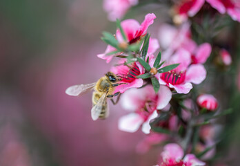 Honey bee collecting nectar and pollen from manuka flowers (Leptospermum scoparium). Auckland.