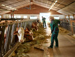 © tunedin - Female farmer working in cow house on a farm
