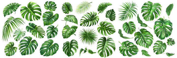 Poster - A flat lay design element featuring a monstera palm and tropical plant leaf isolated on a white background