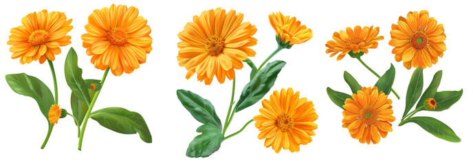 Flower of calendula officinalis isolated on white or transparent background Marigold medicinal plant healing herb set of two falling flowers