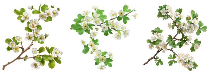 Poster - Hawthorn or Crataegus monogyna branch isolated on white background, generative AI