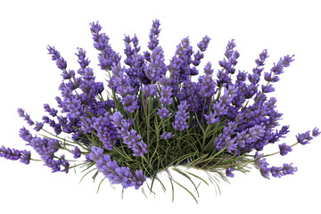 Sticker - bunch of lavender isolated on transparent background