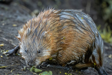 Wall Mural - A muskrat stands on the ground and smells towards the camera lens. Close-up muskrat with brown wet fur on the ground.