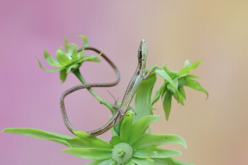 Wall Mural - A long-tailed grass lizard is sunbathing on the flower-filled branches of a cananga tree before starting its daily activities. This long-tailed reptile has the scientific name Takydromus sexlineatus.