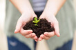 © tunedin - Close-up of woman's hands holding a young plant