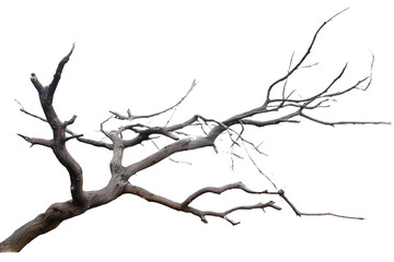dead branch isolated on transparent background