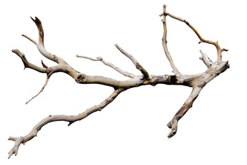 Wall Mural - Dead branch isolated on transparent background