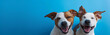 © Good - two tiny dogs standing togather and looking front with simple blue background