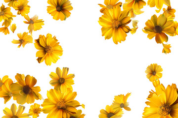 Wall Mural - Falling yellow flowers isolated on transparent background