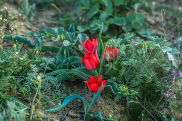 Wall Mural - Wild tulip