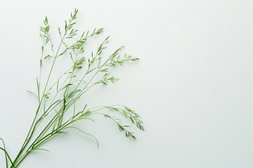 Meadow grass green seasoning herbal plant.